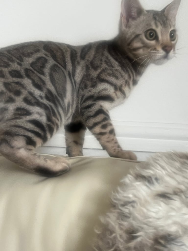 Bengal kittens 16 weeks 