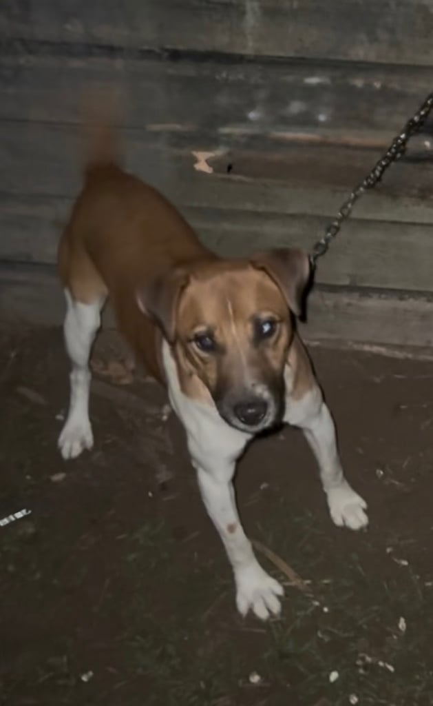 Plummer terrier for sale 