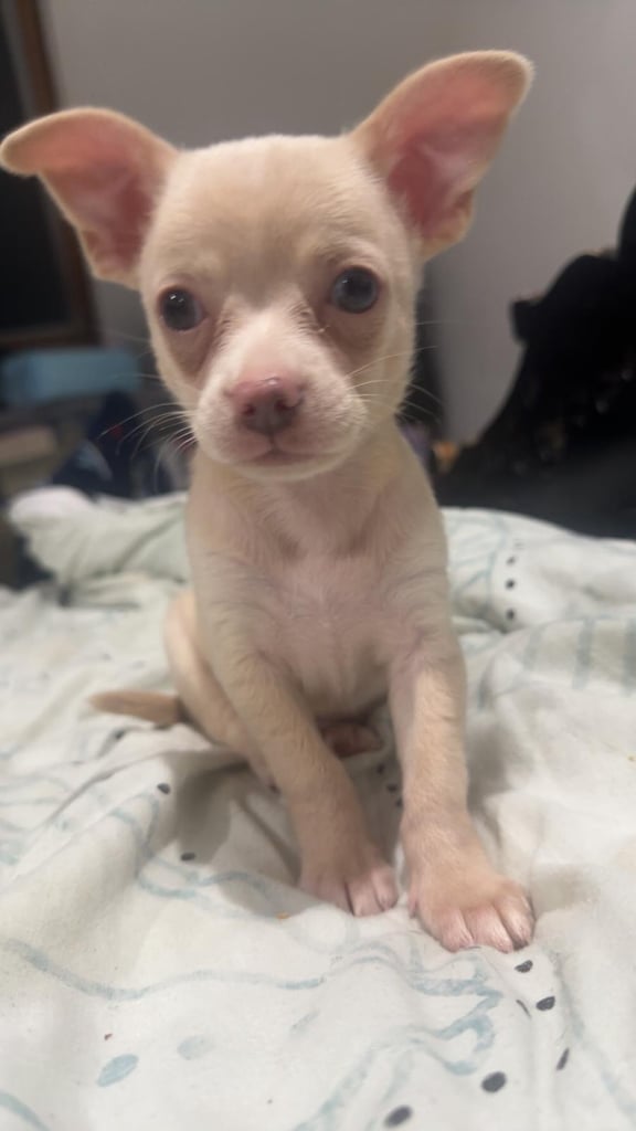 image for Beautiful Chihuahua puppies