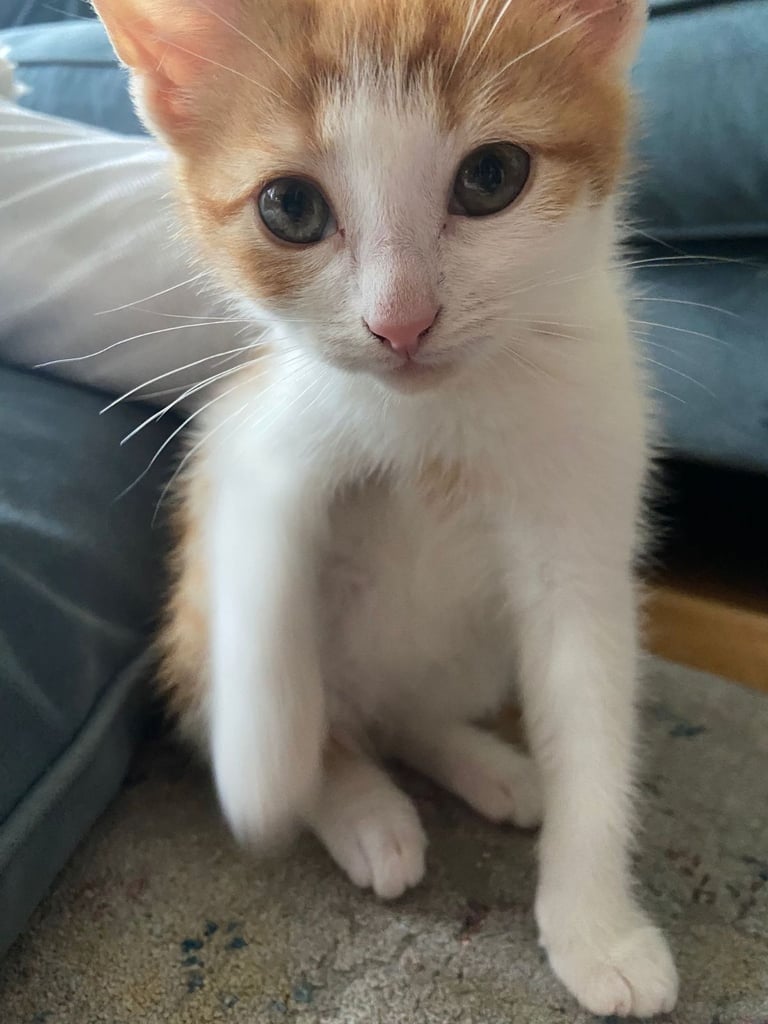 Beautiful Ginger/White Kitten for sale 