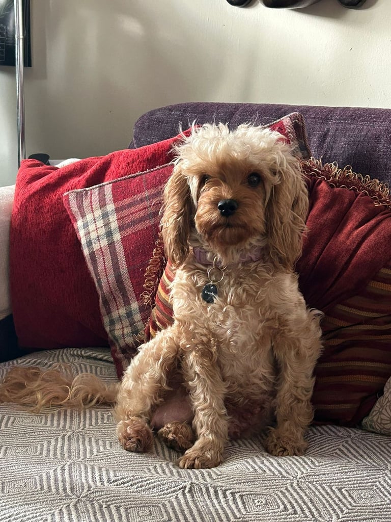 Cute Cavapoo Puppies 1 Boy and 1 Girl