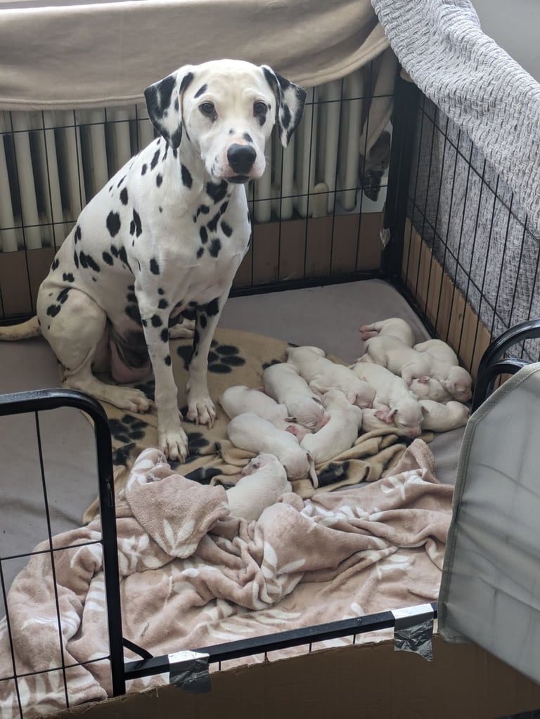Dalmatians For Sale