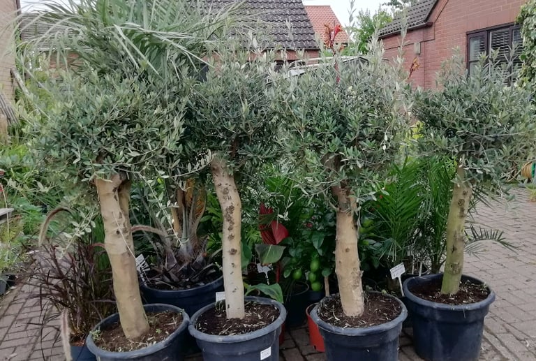 OLIVE TREES For SALE