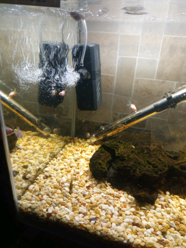 30 liter fish tank full setup 