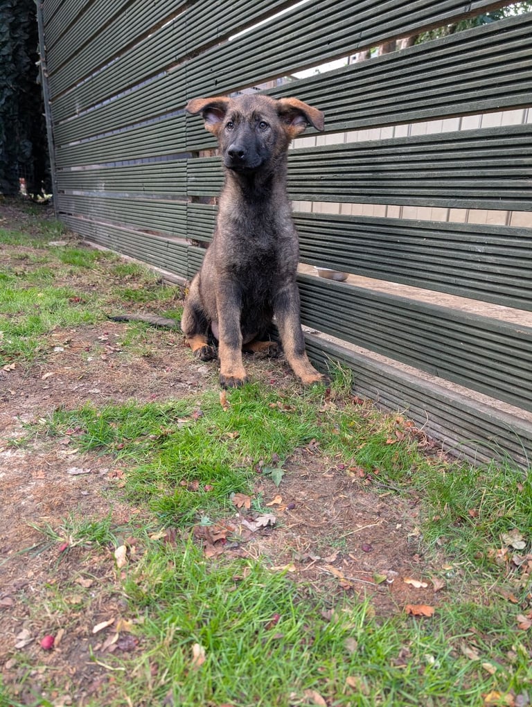 German Shepherd Free Puppies Gumtree Dutch Shepherd Puppy