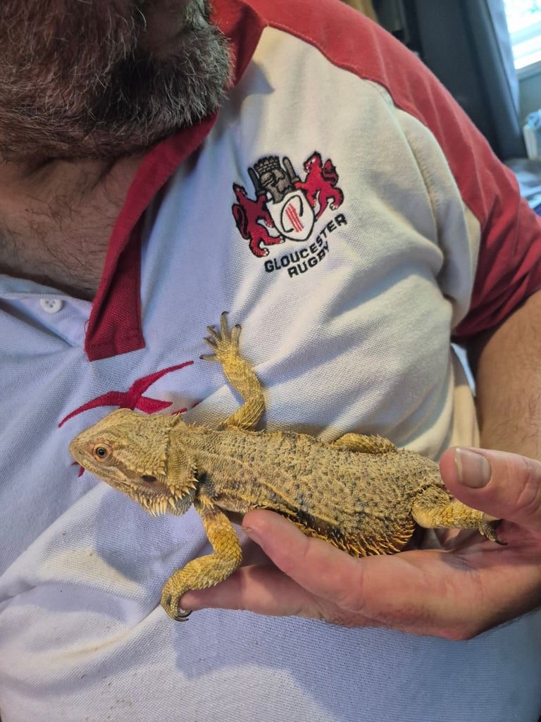 2 bearded dragons 