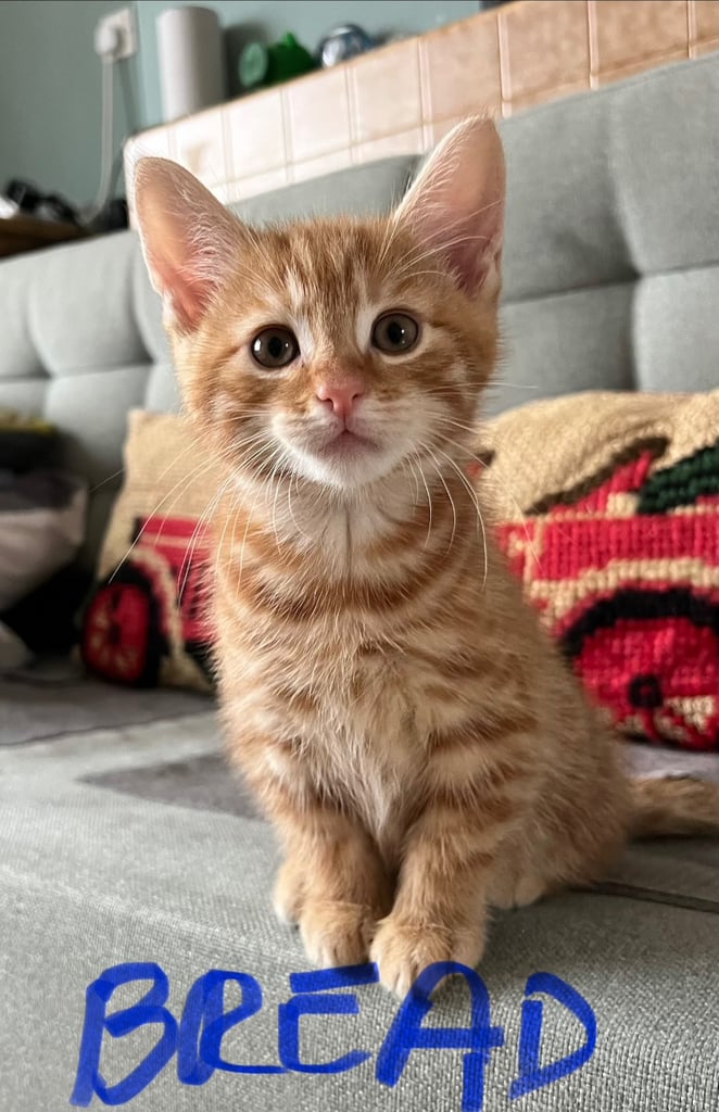 Gorgeous kittens - 2 Reserved