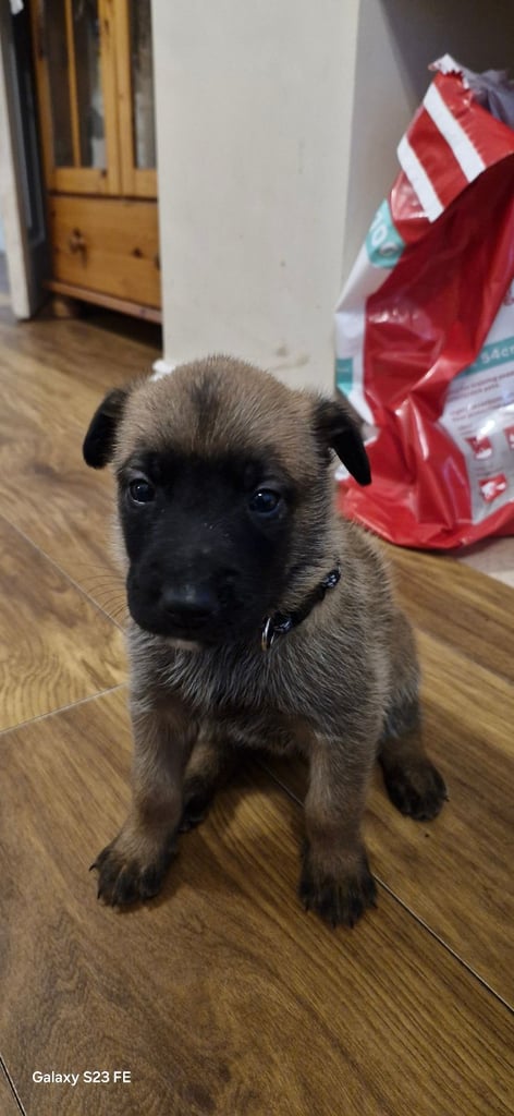 Stunning Belgian Malinois puppies for sale