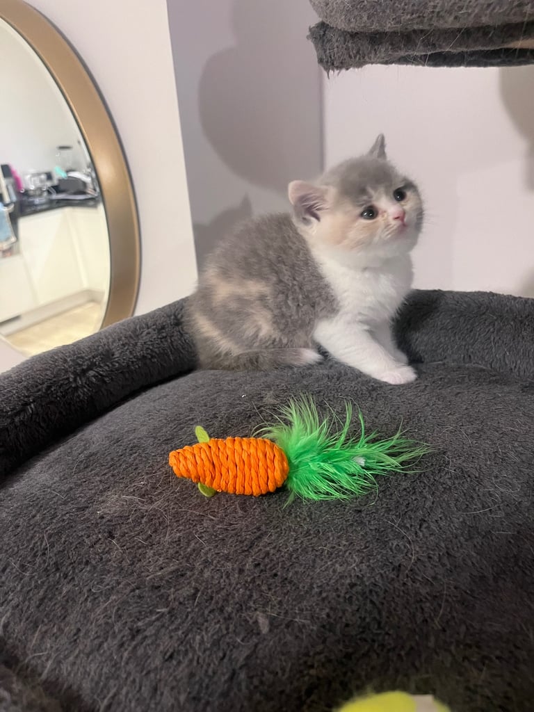 💖 BRITISH SHORTHAIR KITTENS 💖