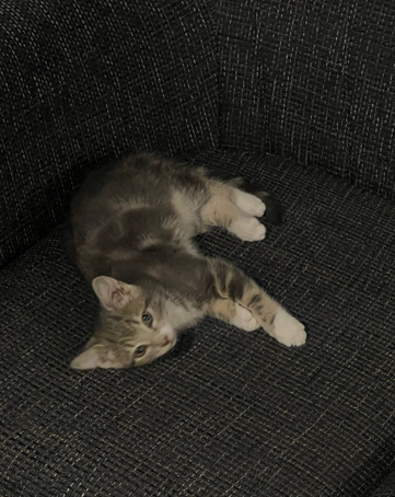 Adorable 12-Week Kitten + Food, Carrier, Toys & 20L Cat Litter – Ready Now!