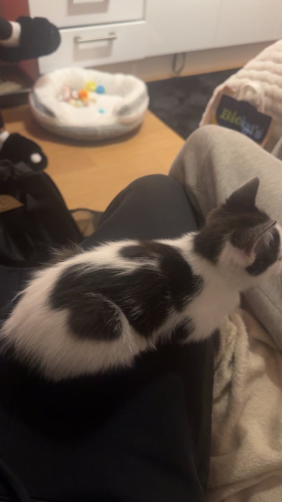 Grey & Black Kitten