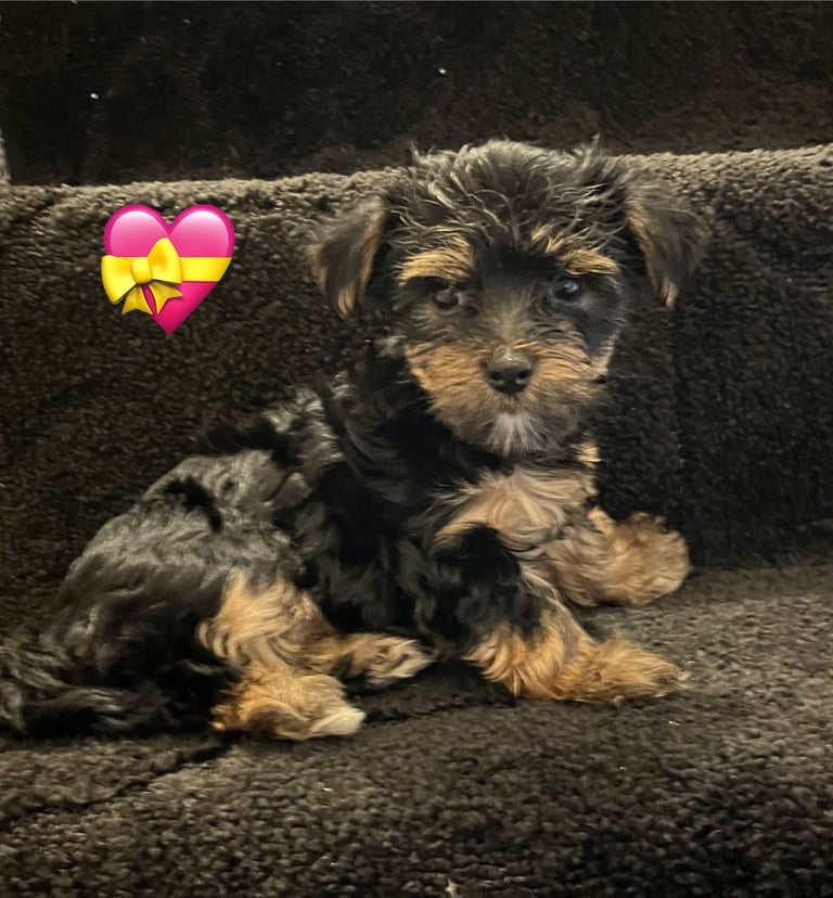 Gorgeous Yorkshire terrier puppies 