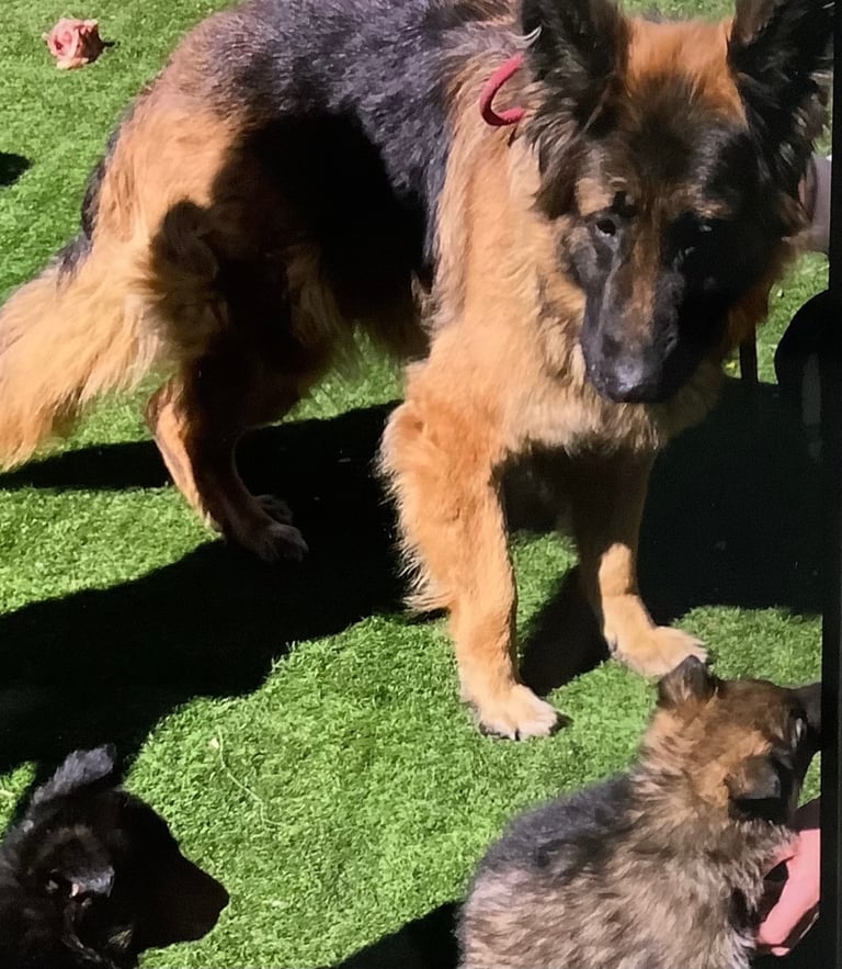 Stunning german Shepard puppies . Ready to leave now. 