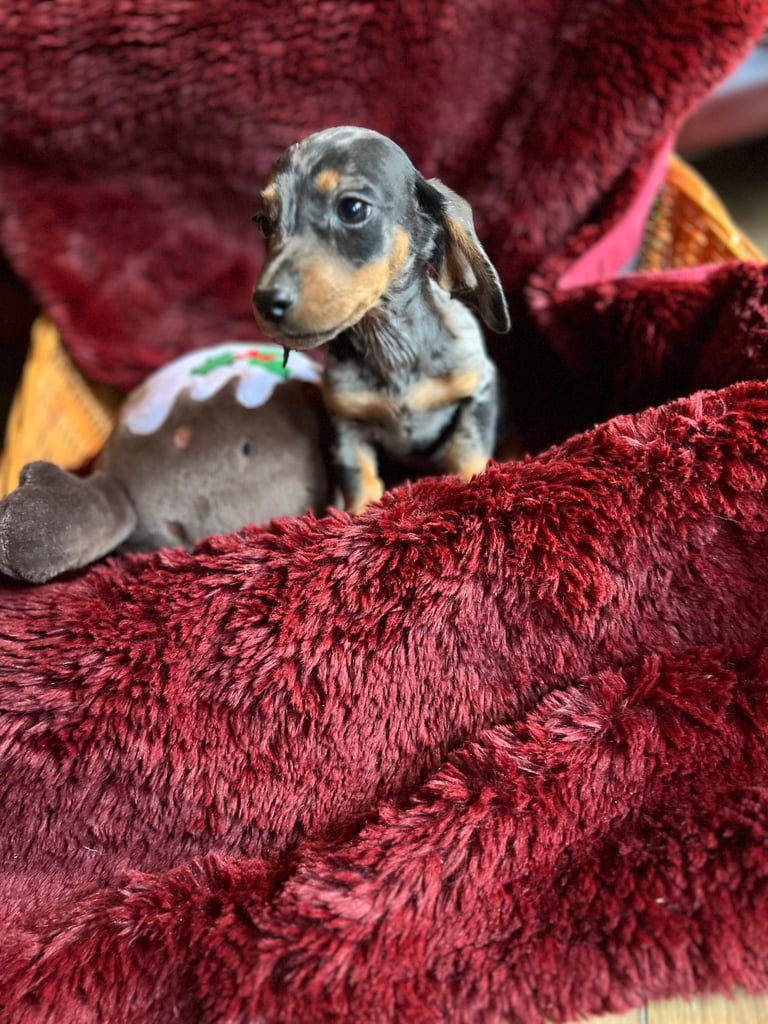 Dachshund puppies 🐶 