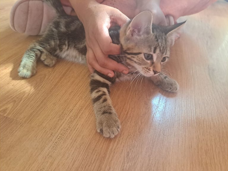 Kittens waiting for a forever home (last one)