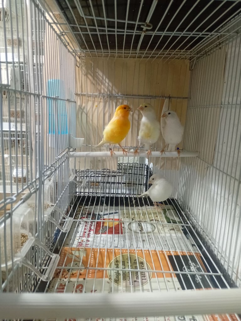 Canary 