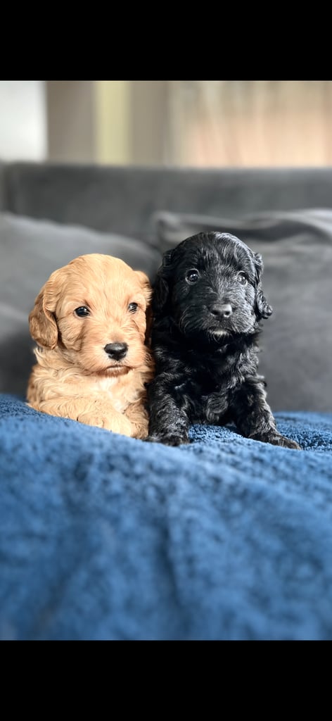 F1 gorgeous cockapoo puppies 💙2 boys 