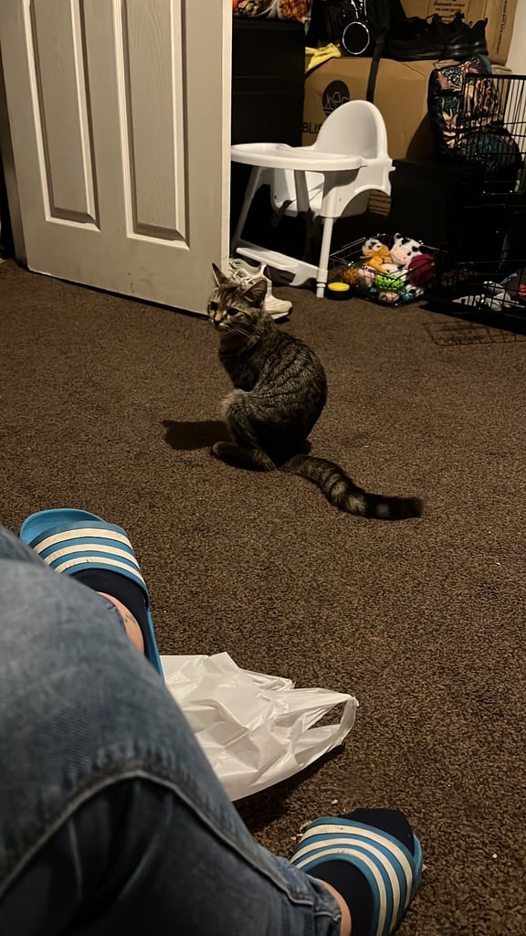 2 female cats. 1 year old 