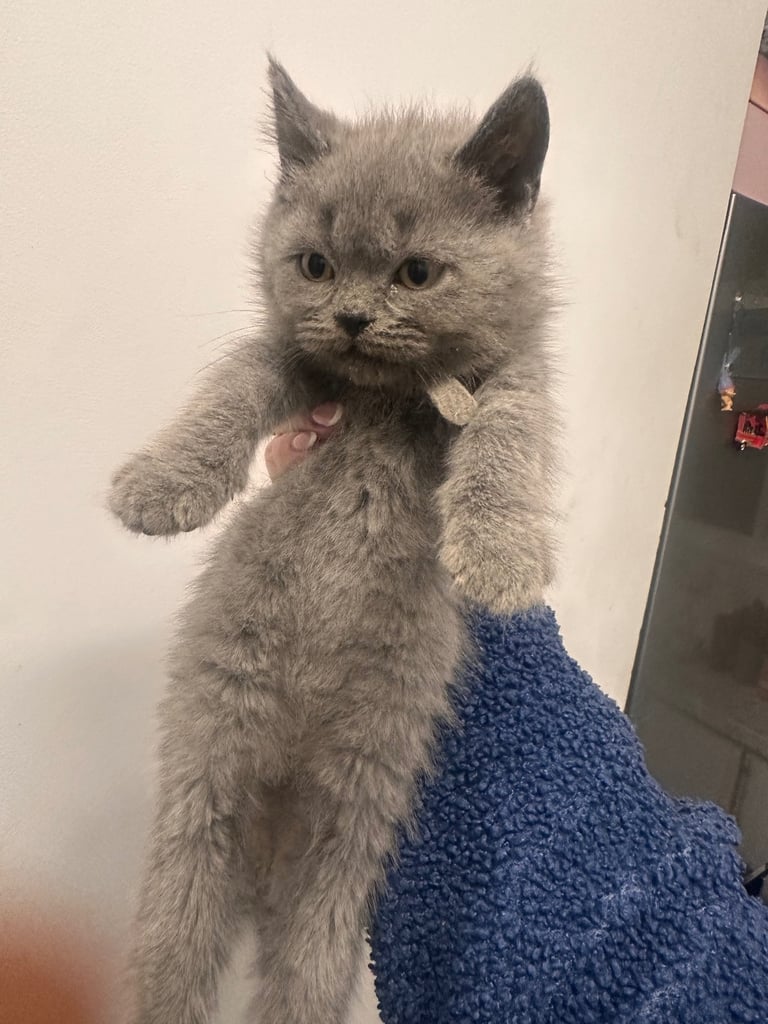 British short hair kittens 