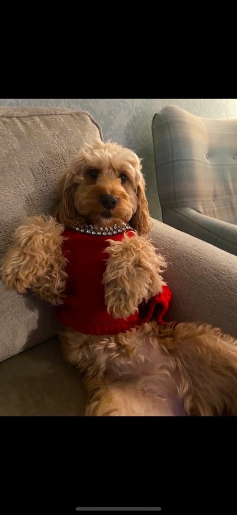 F2 cockapoo puppies for sale