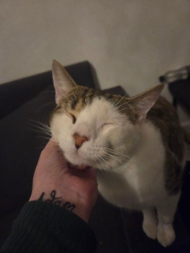 11 month old kitten for sale