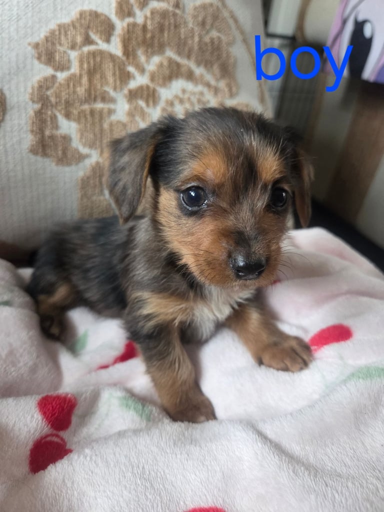 Yorkshire terrier x jackrussell 