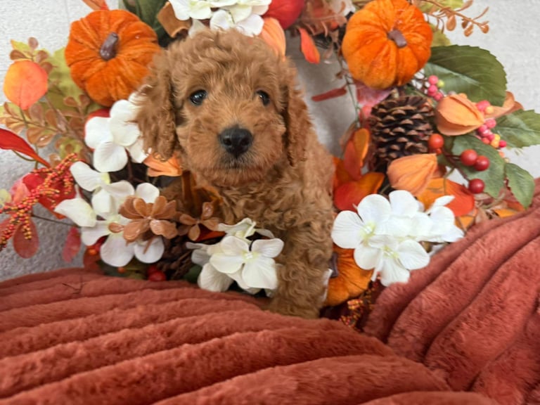 2 Gorgeous F2 Cockapoo puppies for sale 