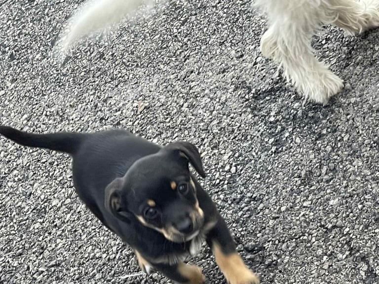 jackhuahua