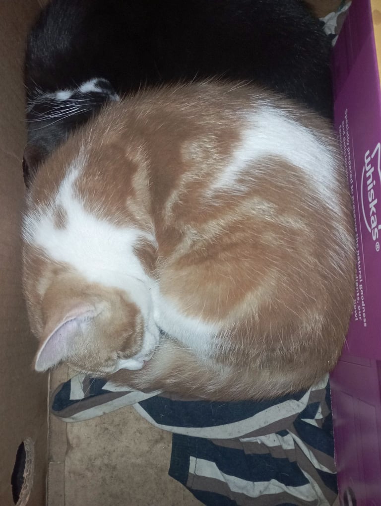 Kittens 2 Girls 1 Ginger Boy