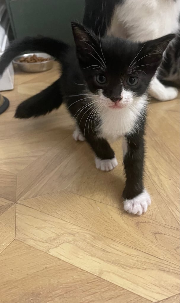 3 beautiful European mixed kittens 