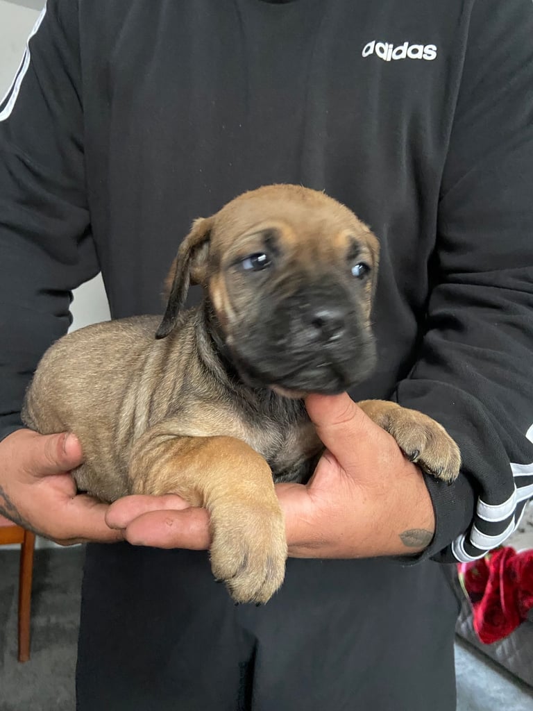 image for Puppies 