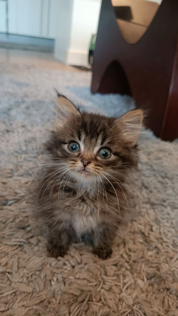image for Adorable main coone mix kittens - 1 boy left 