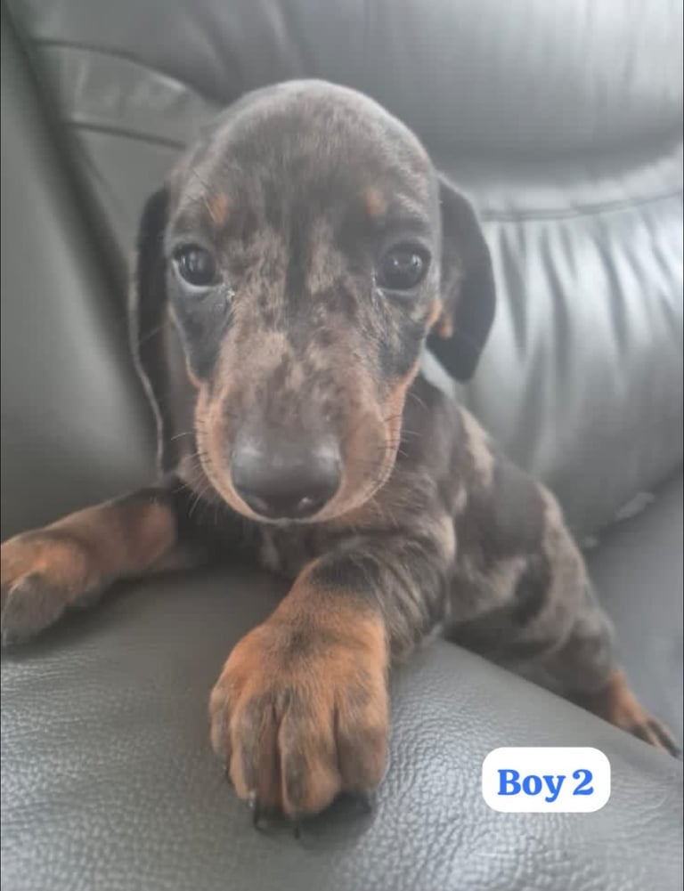 Dachshund Puppies