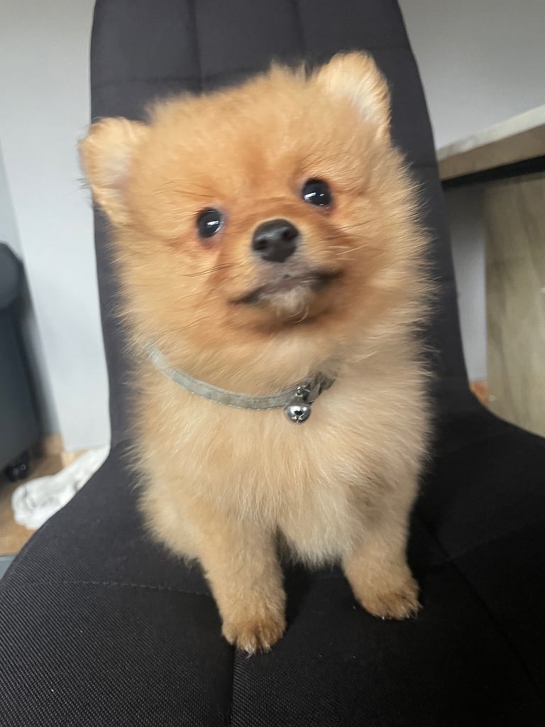 Beautiful Pomeranian puppies ready to go 