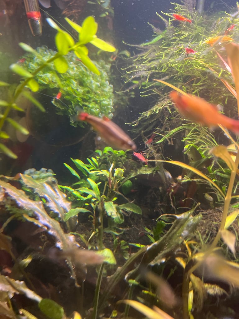 Nano fish red cherry shrimp