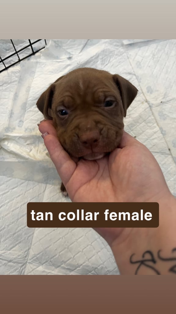 Staffy mix pups