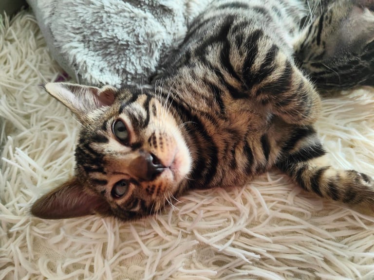 Charcoal/silver bengals