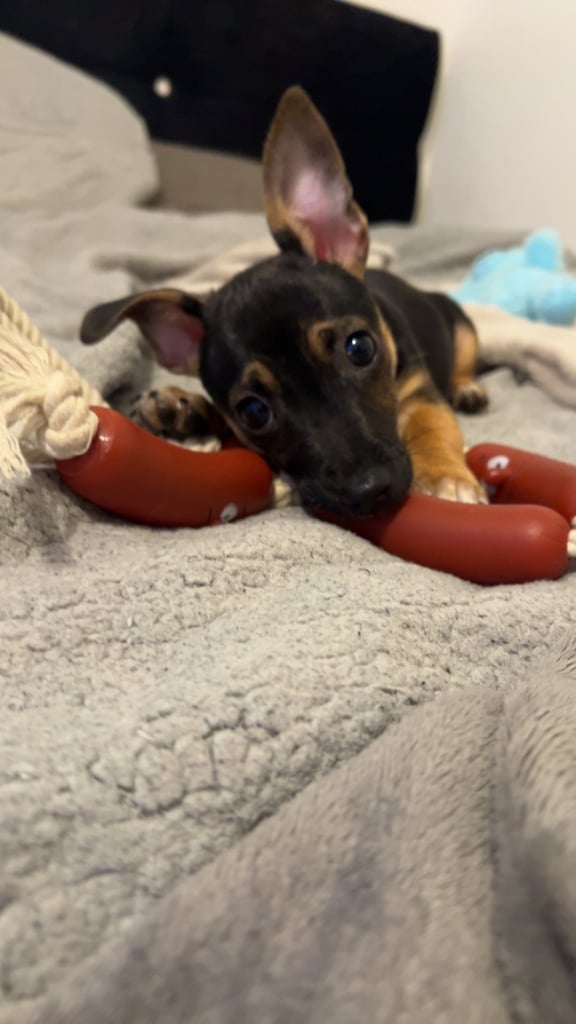 image for Jack russell