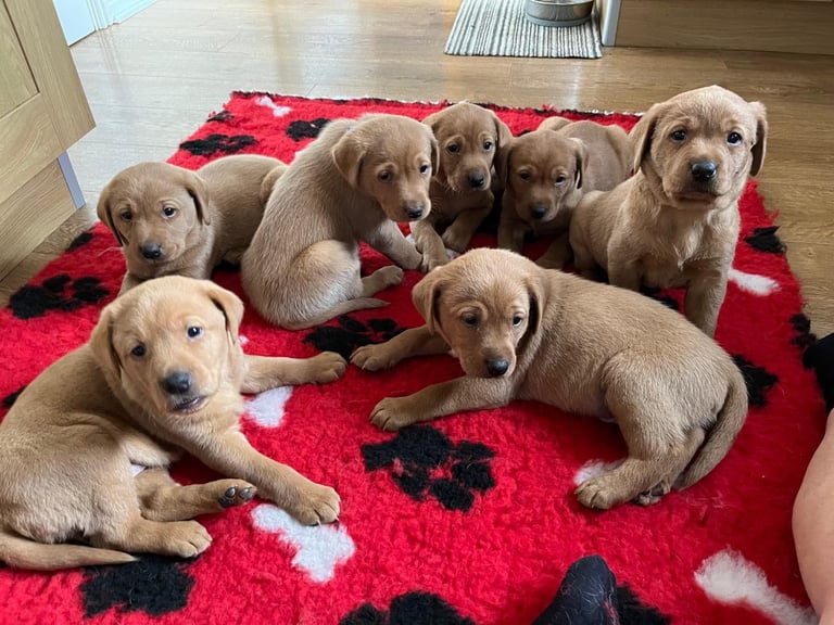 image for 4 bitches left from litter of fox red labradors Ready to leave now