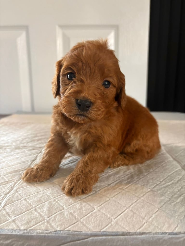 HEALTH TESTED COCKAPOO PUPPIES