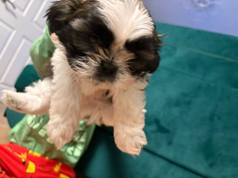 Beautiful puppy for sale