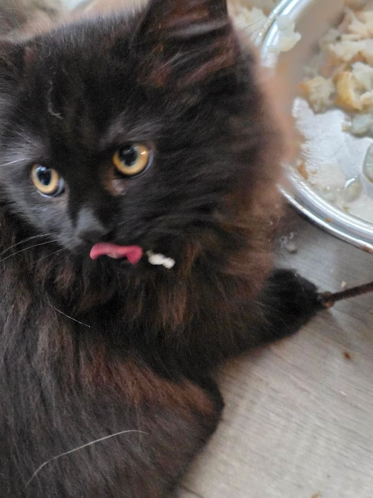 image for Polydactl maine coone kittens 