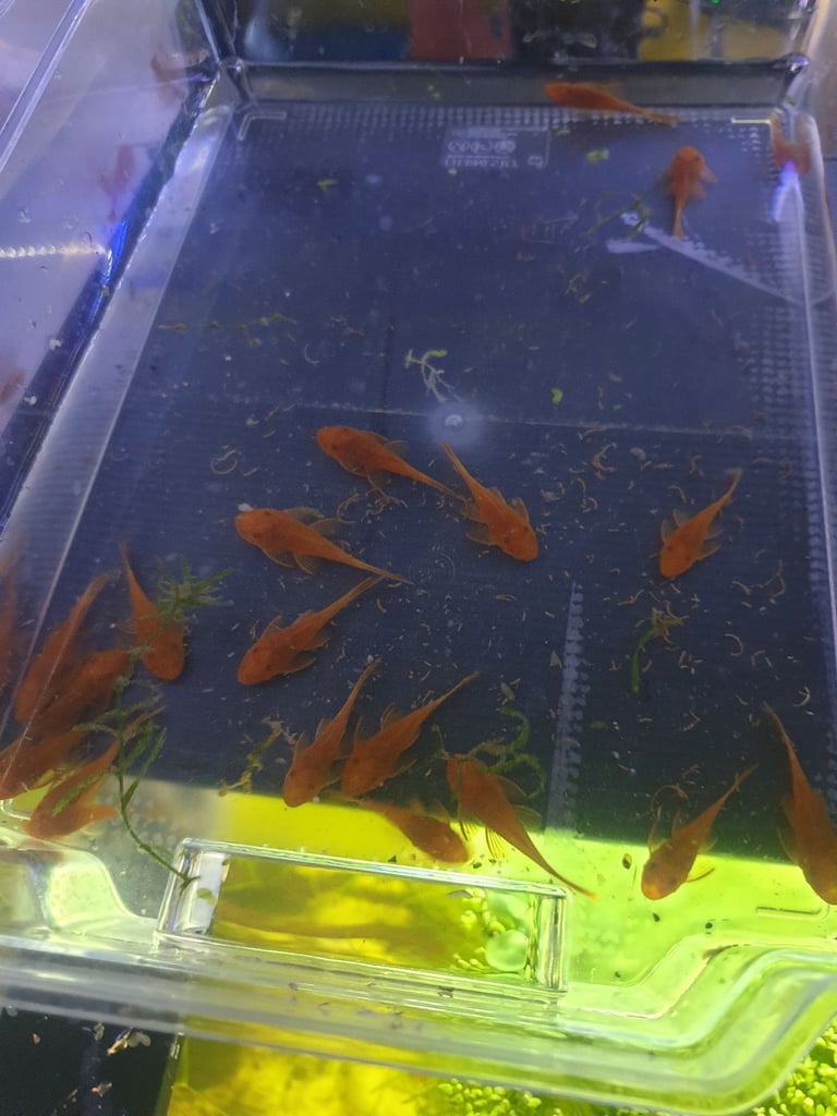 Tropical fish Angelfish,corydoras,super reds long fins plecos,shrimps, and l397 plecos 