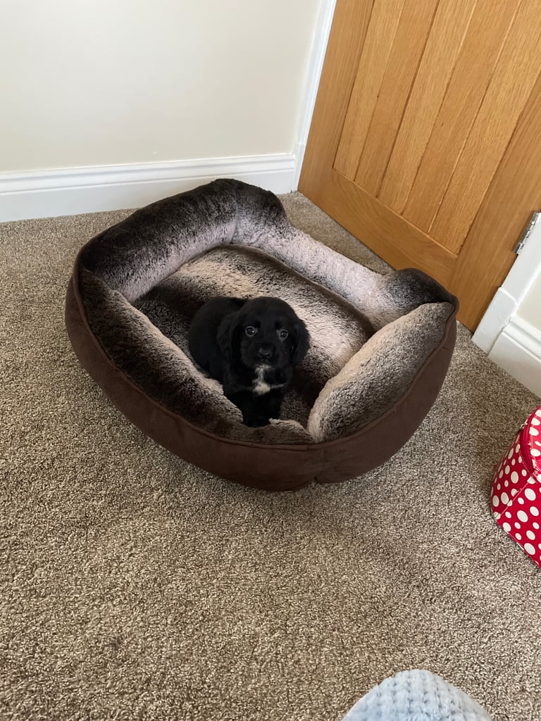 Cocker spaniel puppies 