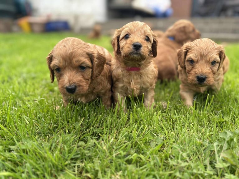 Stunning Red Cockapoo Puppies 