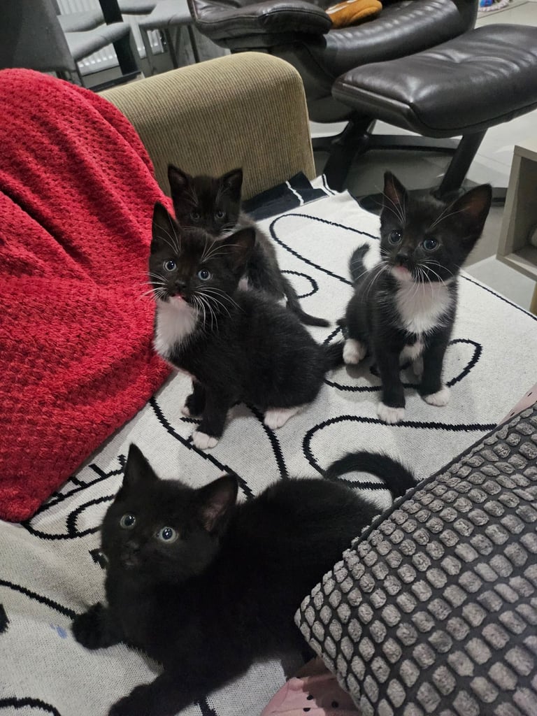 Adorable Kitten - Egyptian Mau Mixed