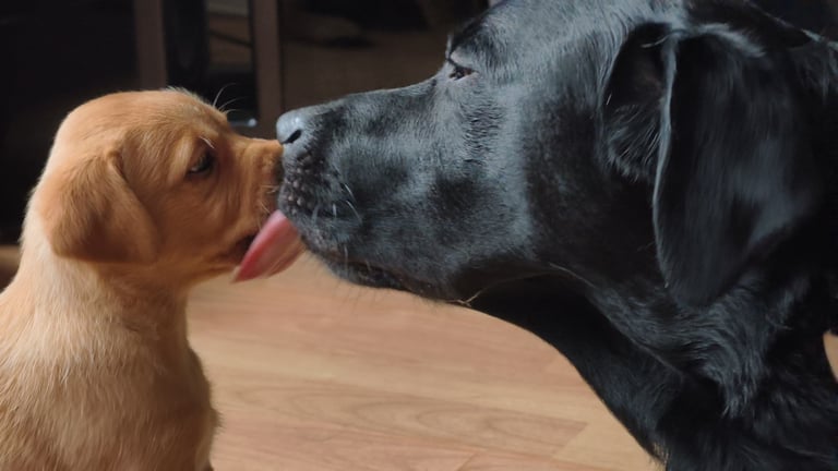 Labrador Pups - 3 black girls 