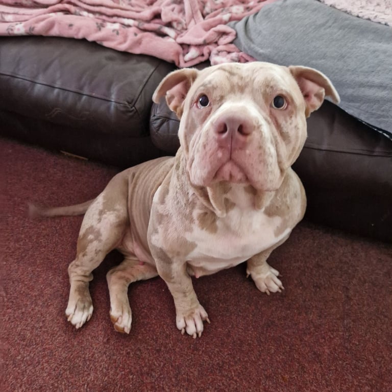 Pocket Bully