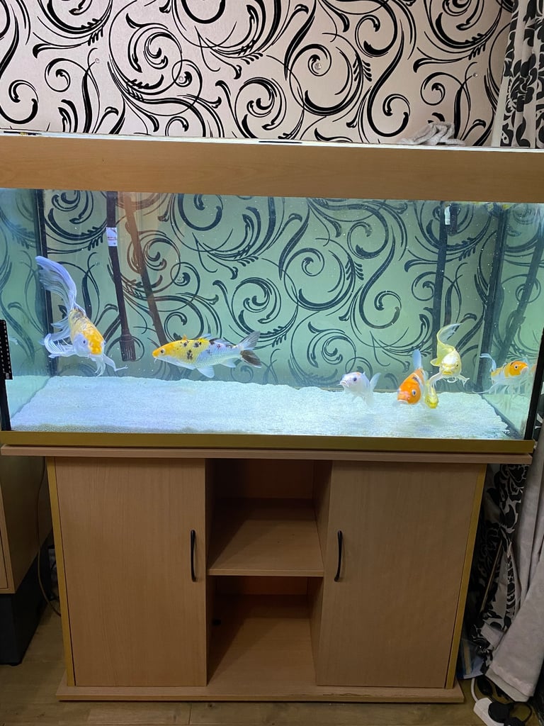 Fish tank and fish with cabinet