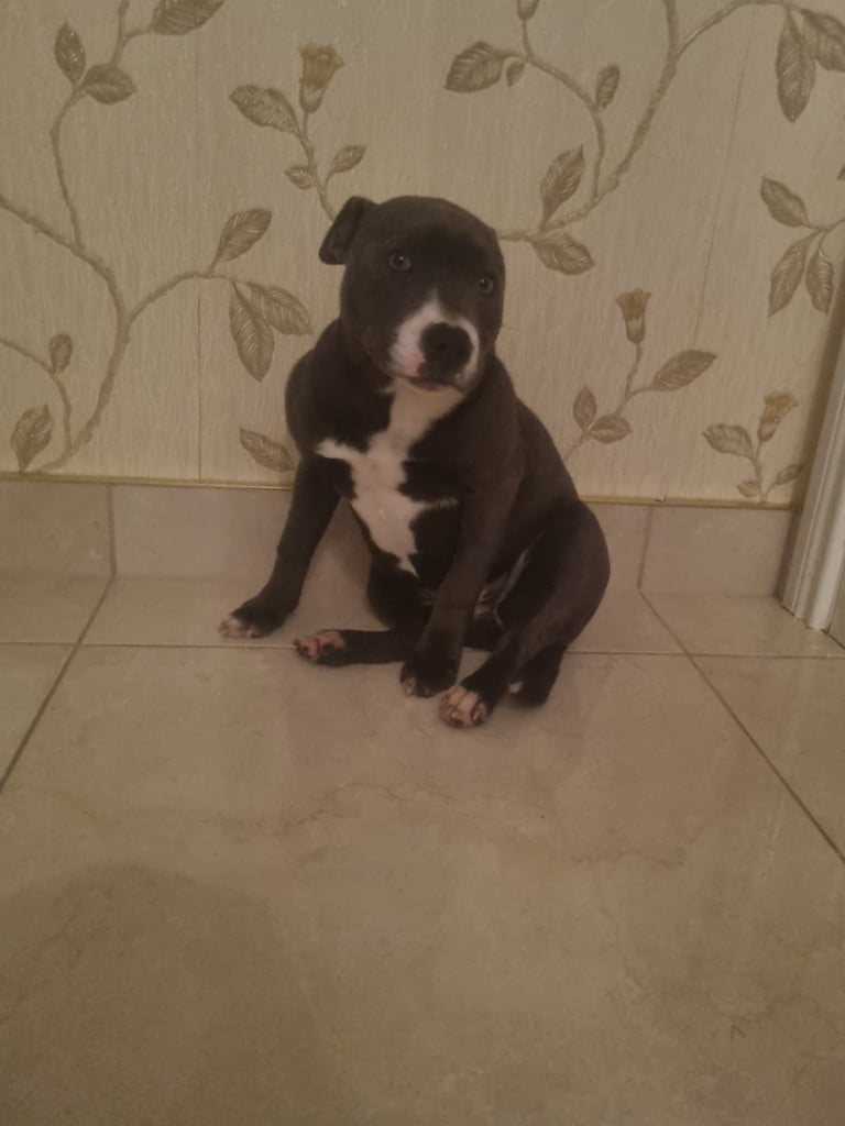 Staffordshire bull terrier kc 